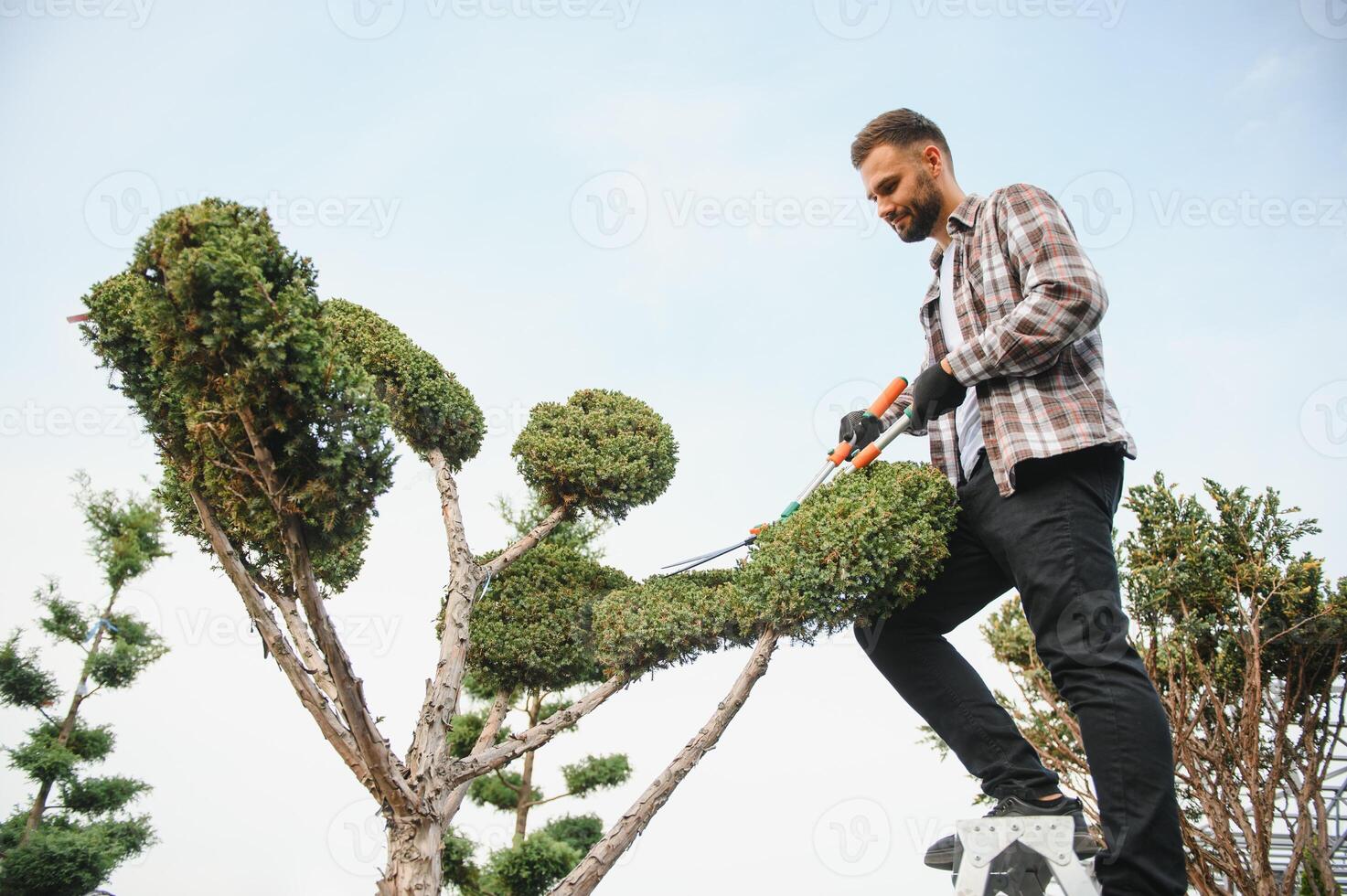 Garden Pruning Works to Maintain the Appearance of Shrubs, Bushes, Trees and Other Plants. Professional Landscaper Cutting the Overgrown Sprigs and Leaves with Garden Scissors photo
