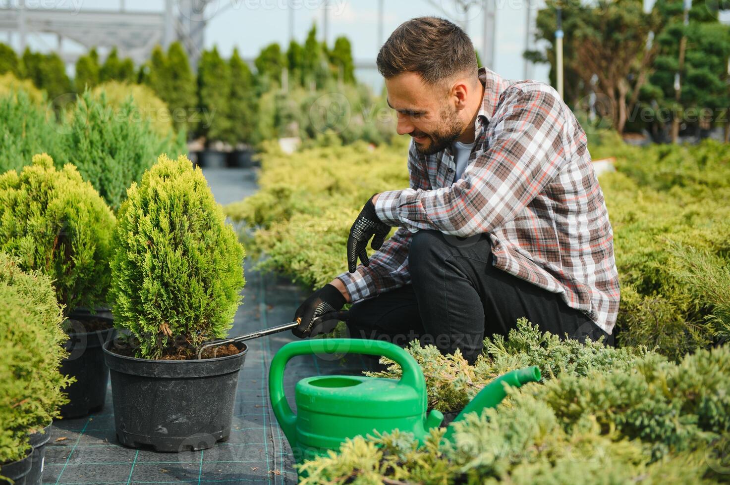 A young gardener cuts a tree with scissors. Gardening and tree shop concept photo