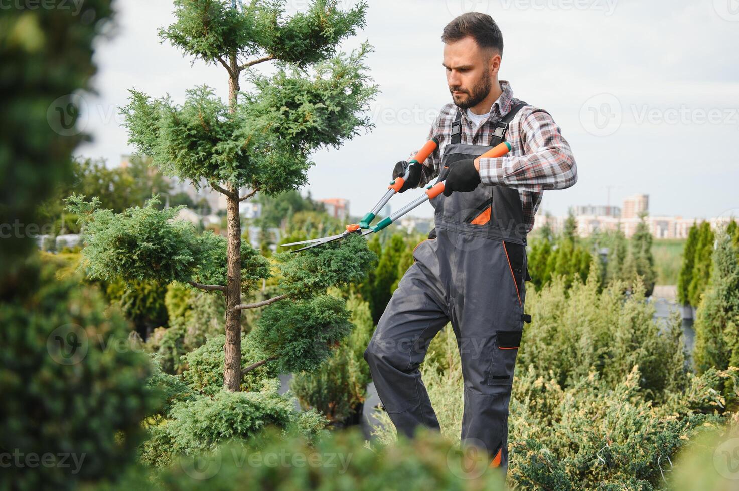 Garden Pruning Works to Maintain the Appearance of Shrubs, Bushes, Trees and Other Plants. Professional Landscaper Cutting the Overgrown Sprigs and Leaves with Garden Scissors photo