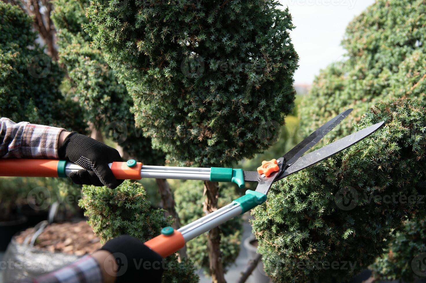 the gardener trims the trees photo