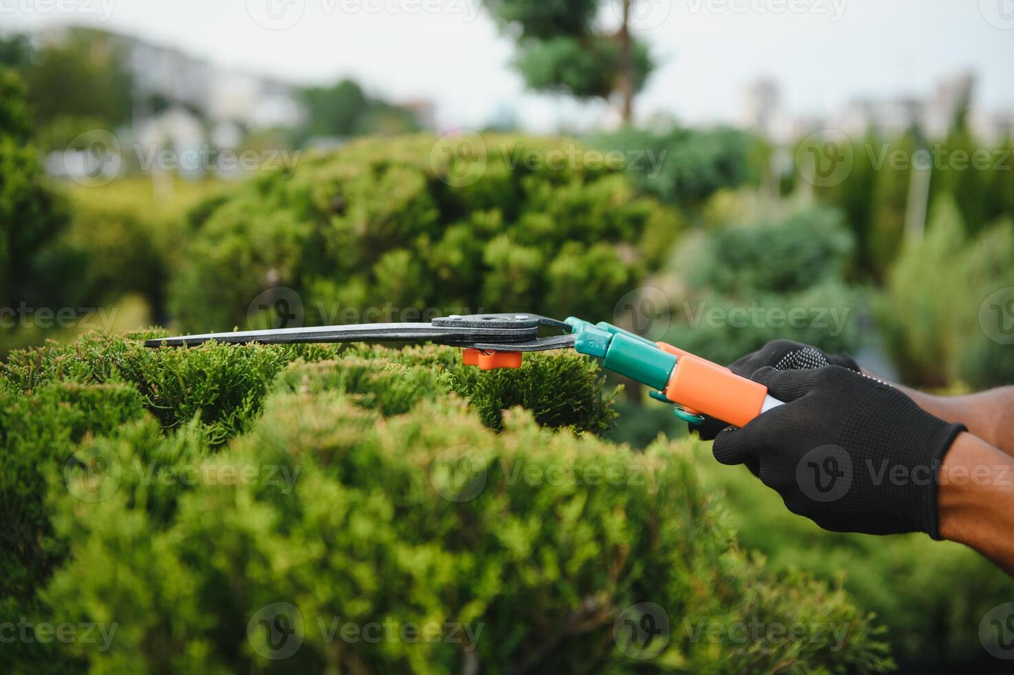 Garden Pruning Works to Maintain the Appearance of Shrubs, Bushes, Trees and Other Plants. Professional Landscaper Cutting the Overgrown Sprigs and Leaves with Garden Scissors photo