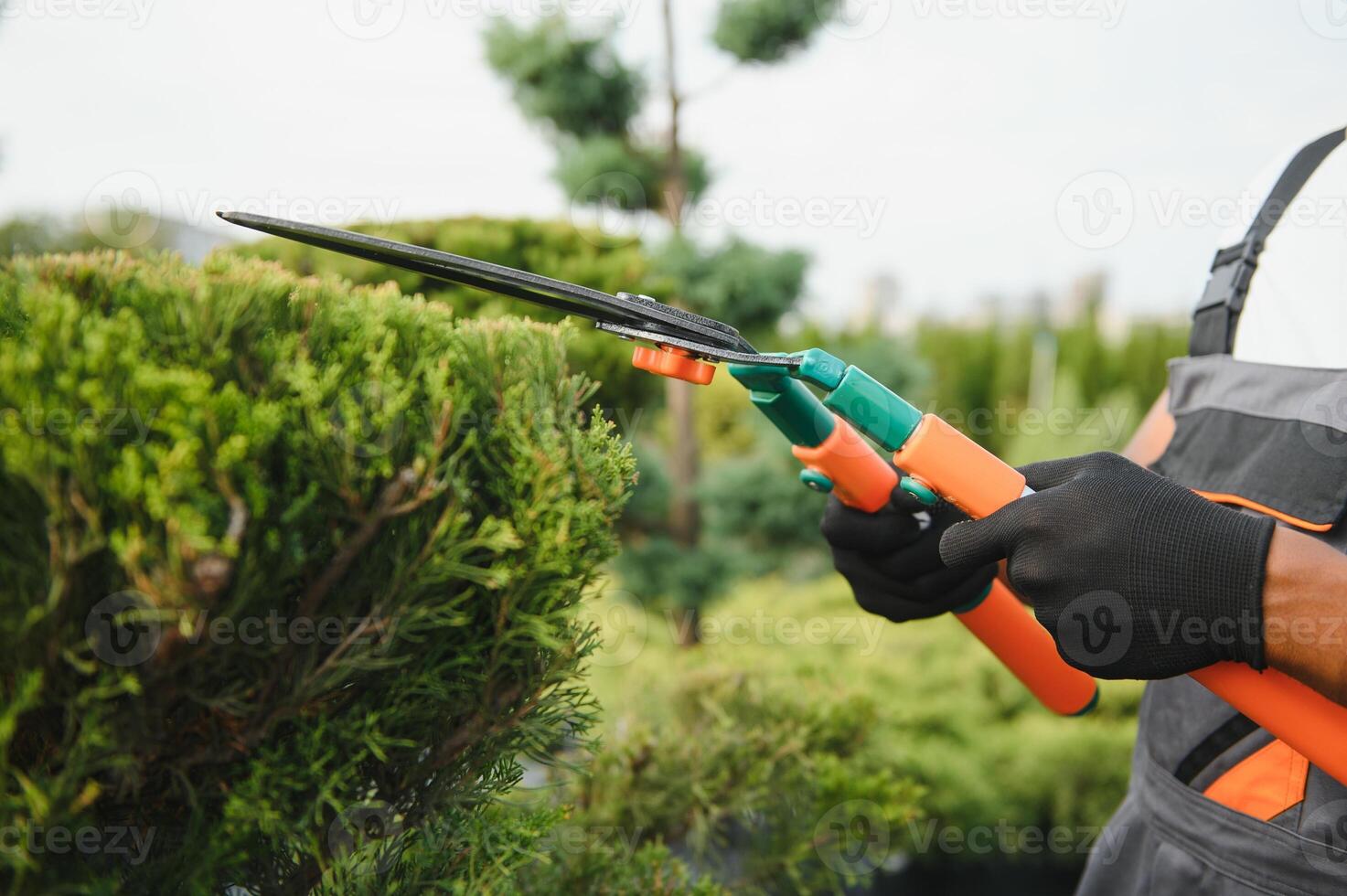 African american Garden worker trimming trees with scissors. garden shop photo