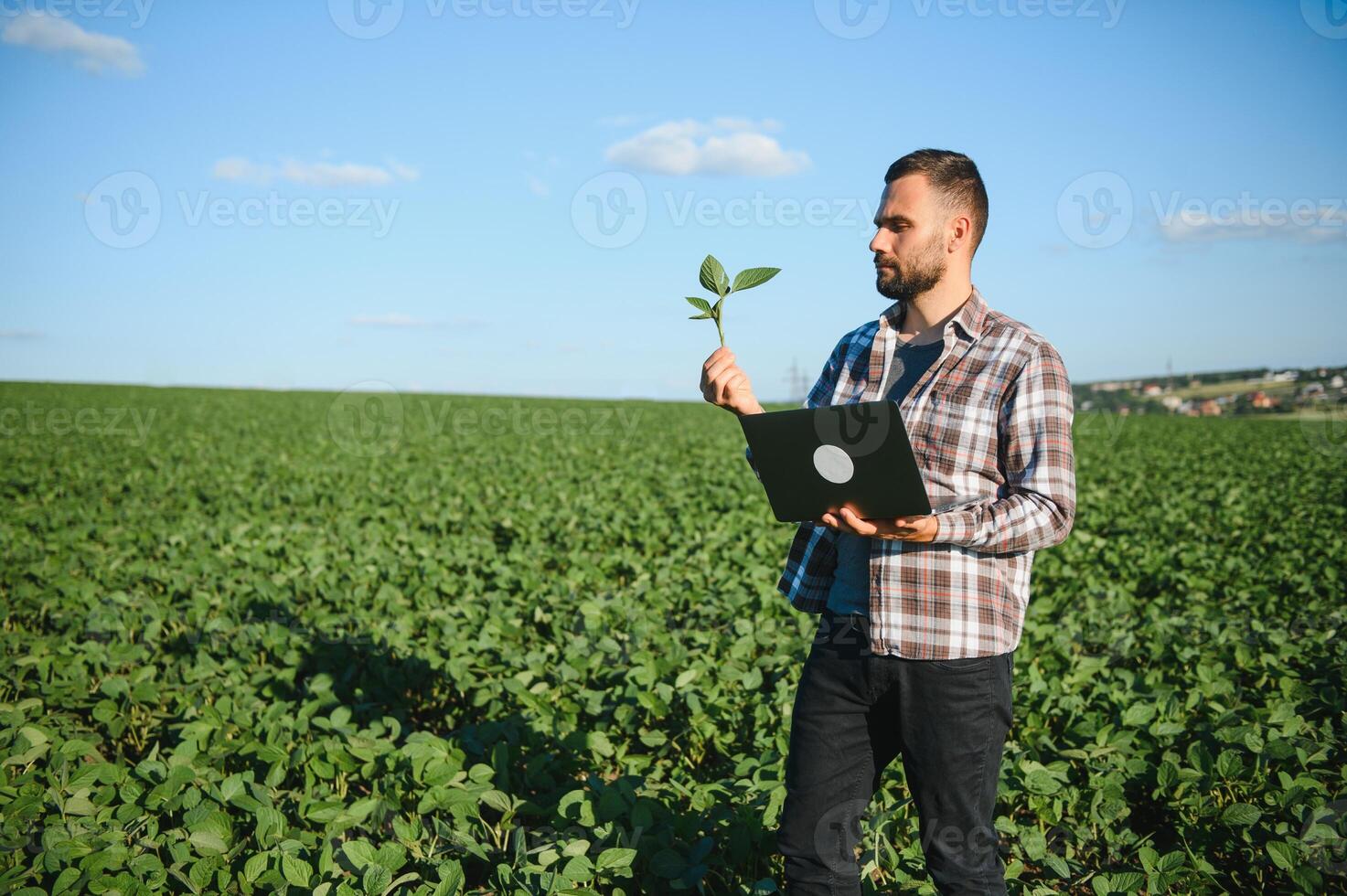 Young handsome agriculture engineer squatting in soybean field with laptop in hands in early summer photo