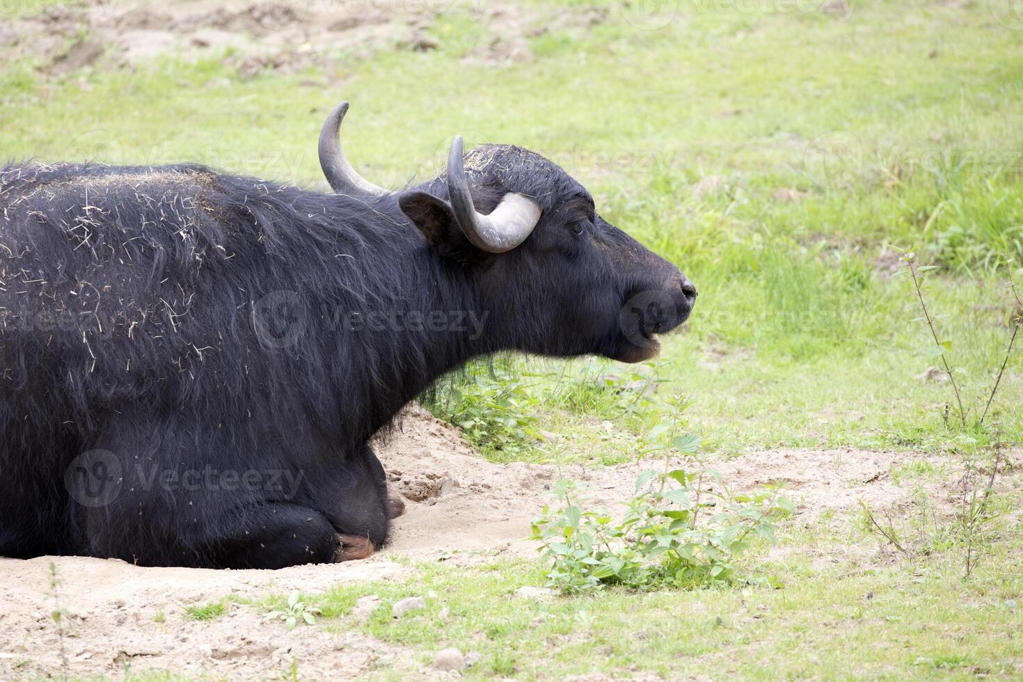 Water buffalo in a clearing photo