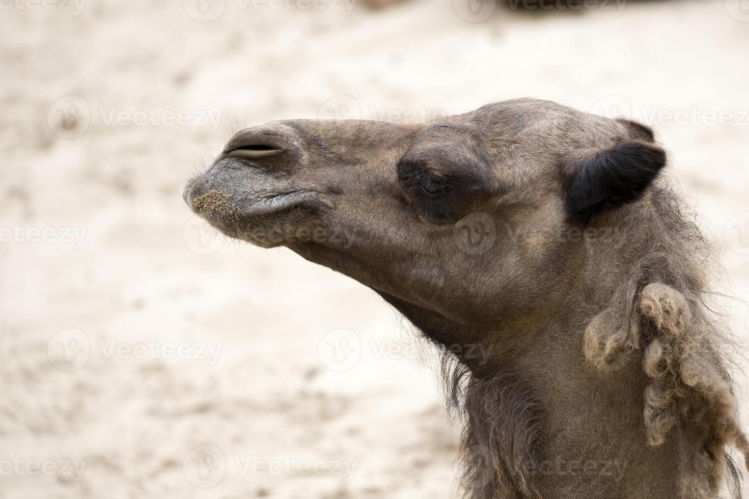 Camel a portrait photo