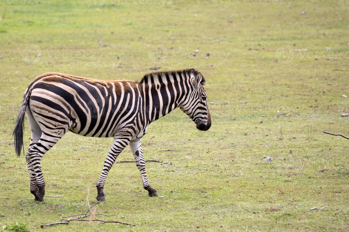 Zebra in the run photo