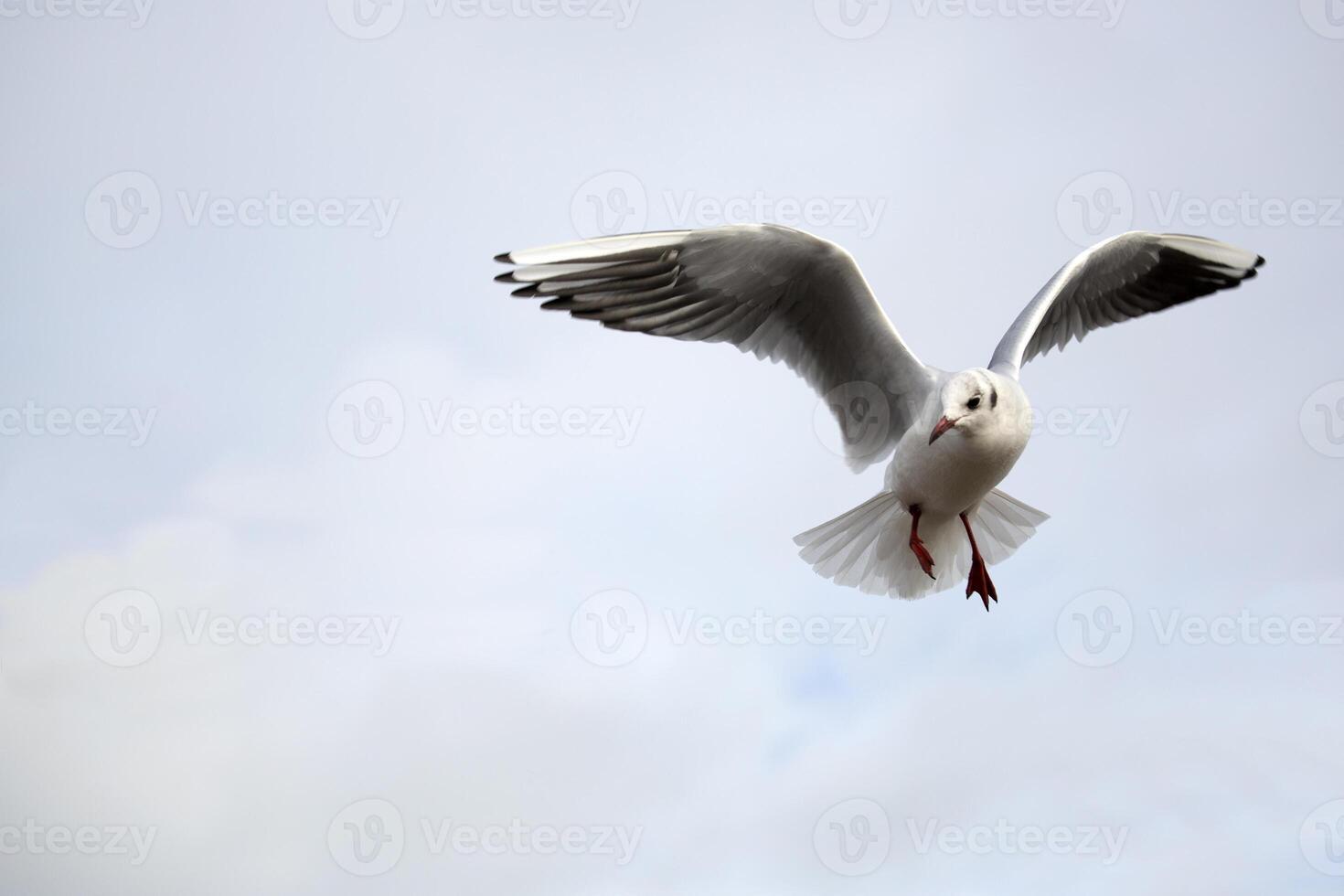 Gull in the flight photo