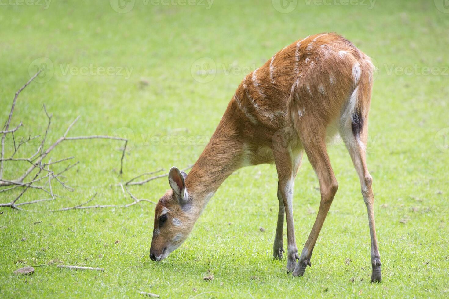 Young Sitatunga in a clearing photo