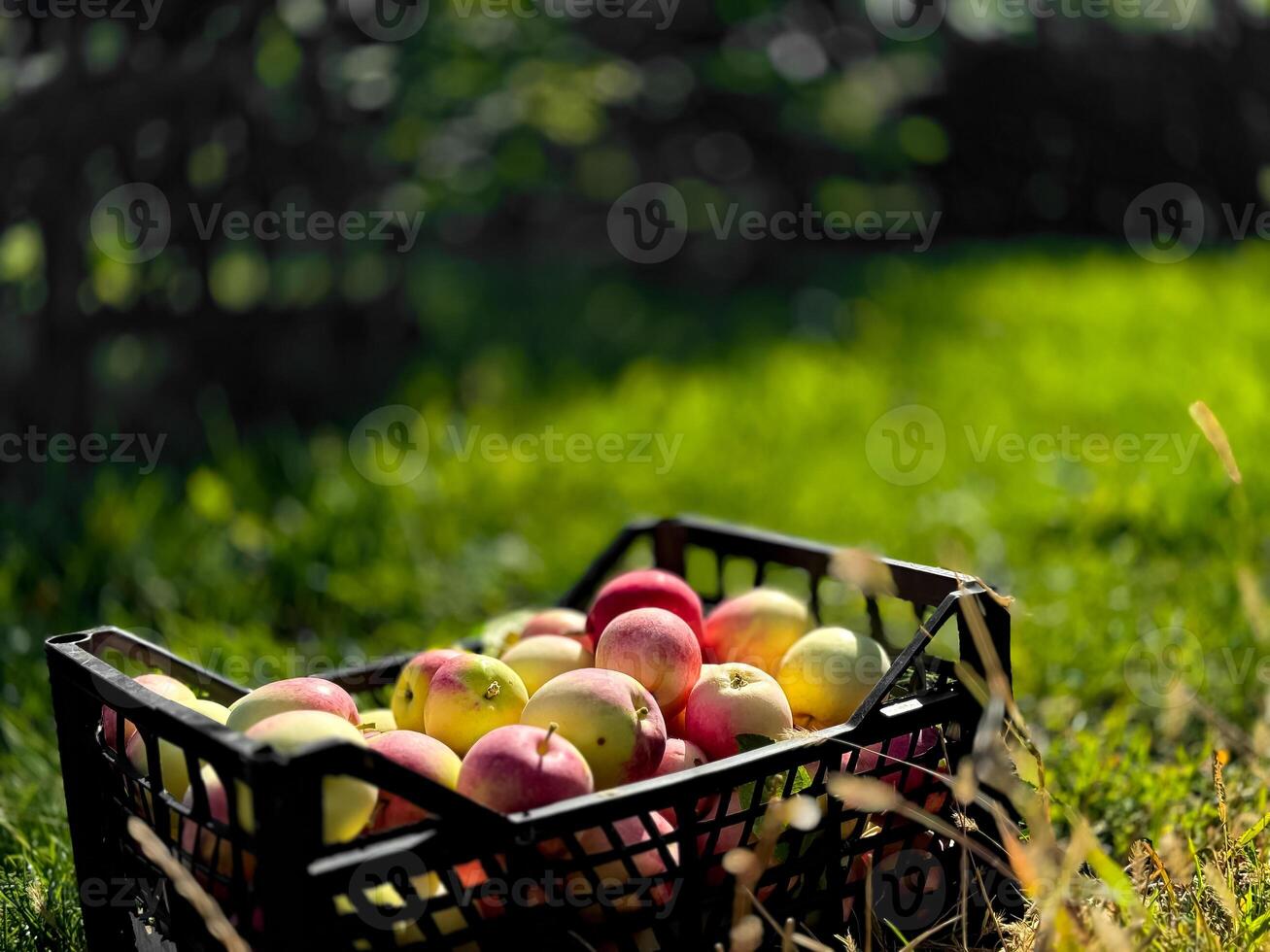 Freshly harvested apples in a basket on lush green grass in an orchard photo