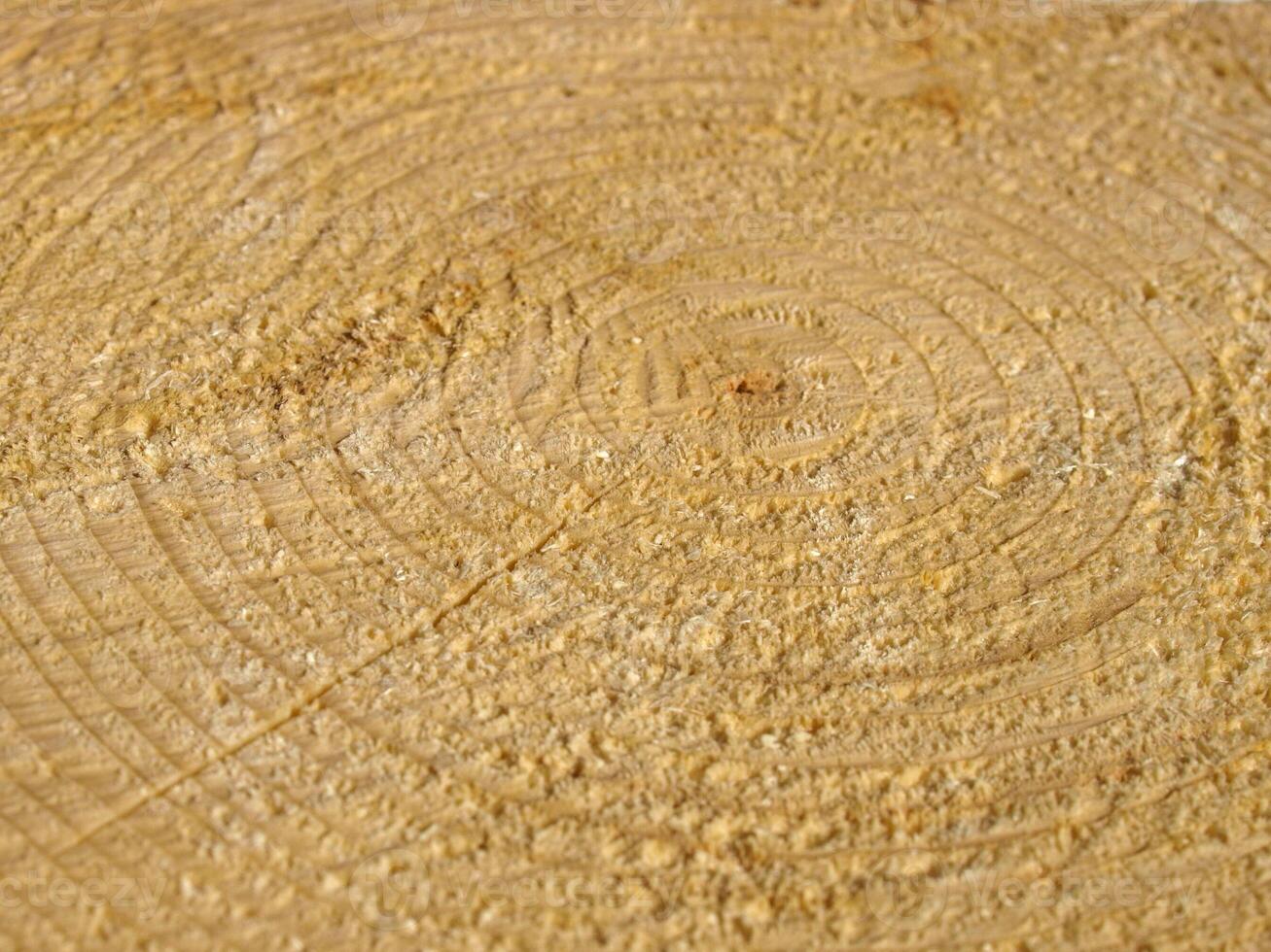 industrial style Wood rings texture photo