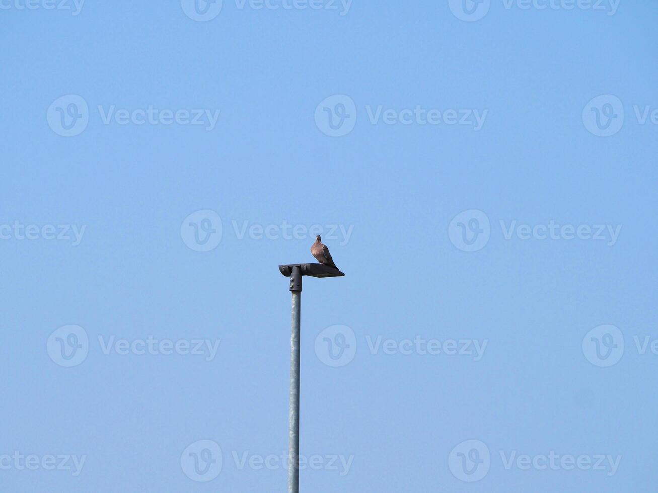 wood pigeon bird on a lamp post photo