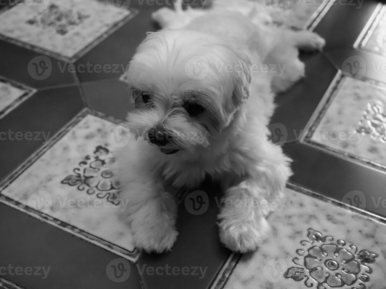 maltese dog in black and white photo