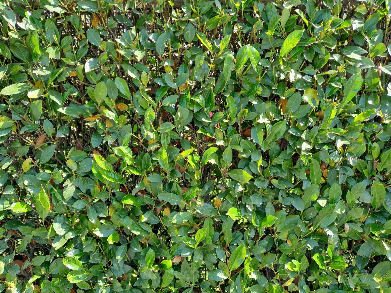 hedgerow full frame background photo