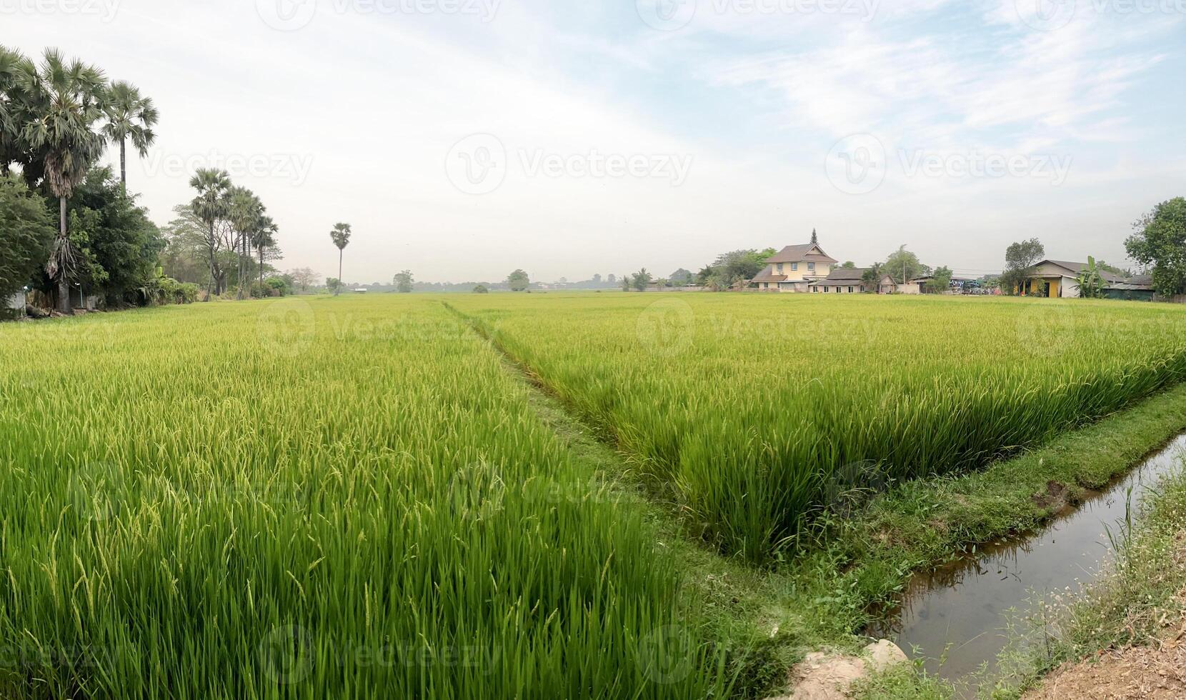 Wide angle and landscape view of mature rice fields ready for harvest on sunset sky background. photo