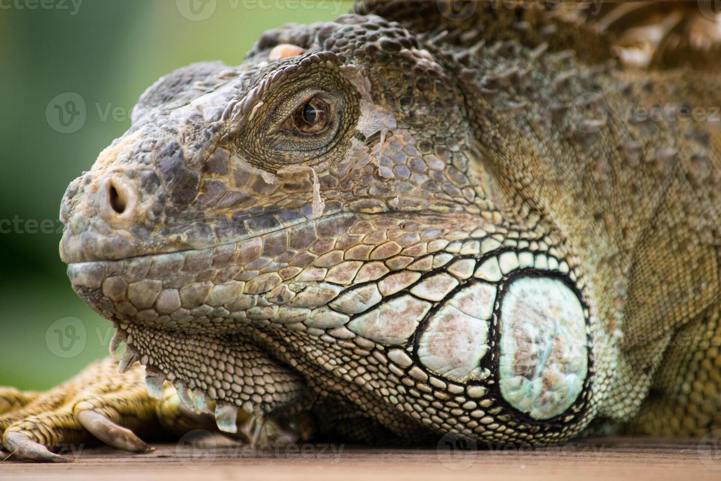 a close up macro portrait image of an iguana lizard photo