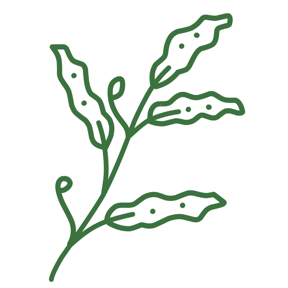 Botanical leaves outline png