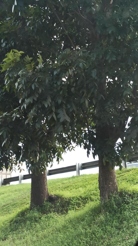 large trees and green leaves in the forest photo