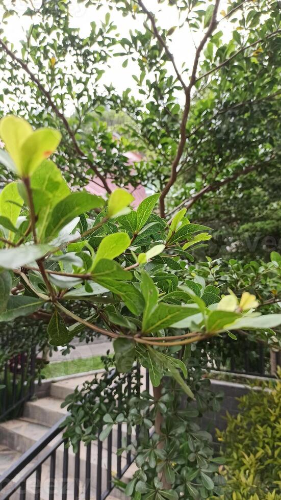 a plant with green leaves and a blurry background. green leaves, flora in nature, plant foliage. photo