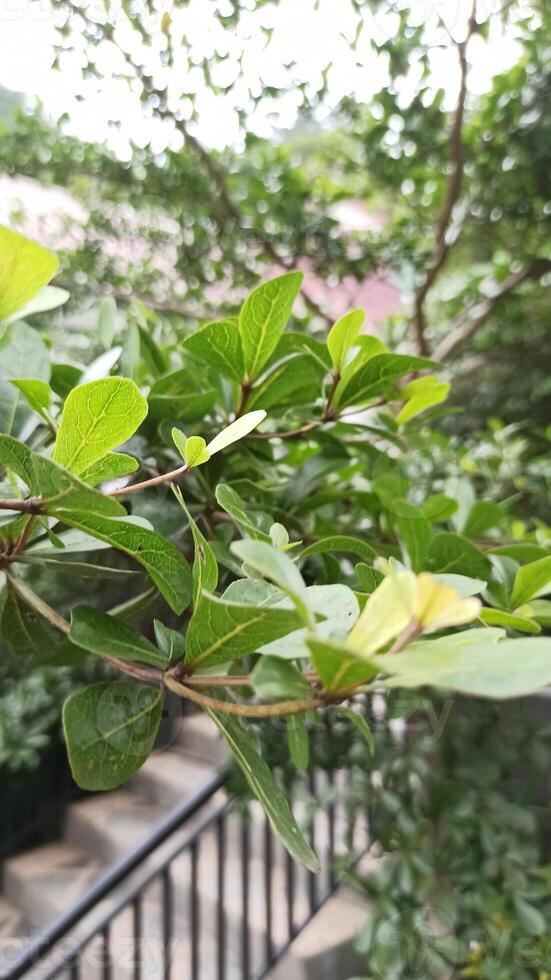 a plant with green leaves and a blurry background. green leaves, flora in nature, plant foliage. photo