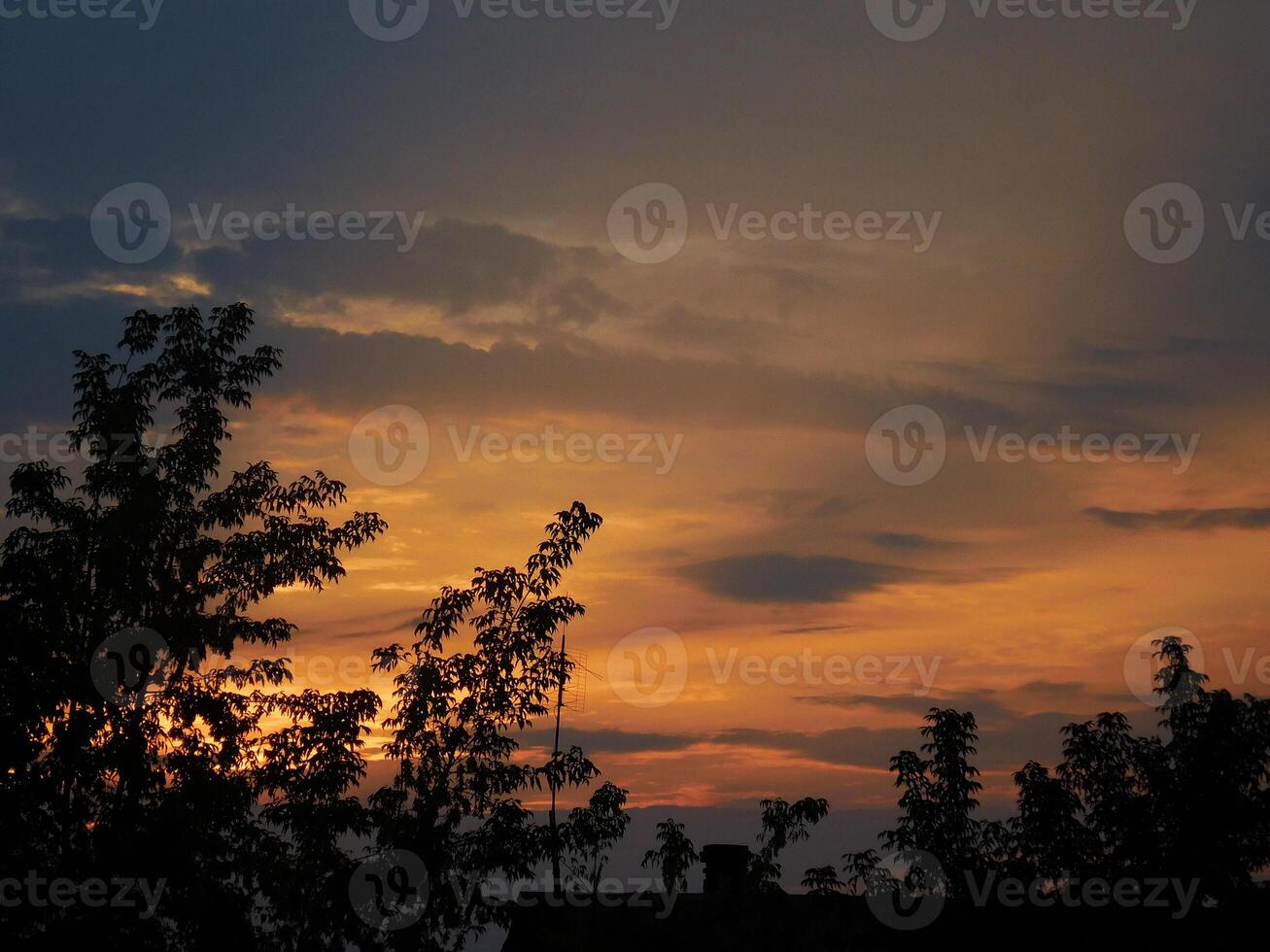 silhouette of trees against the background of sunrise photo