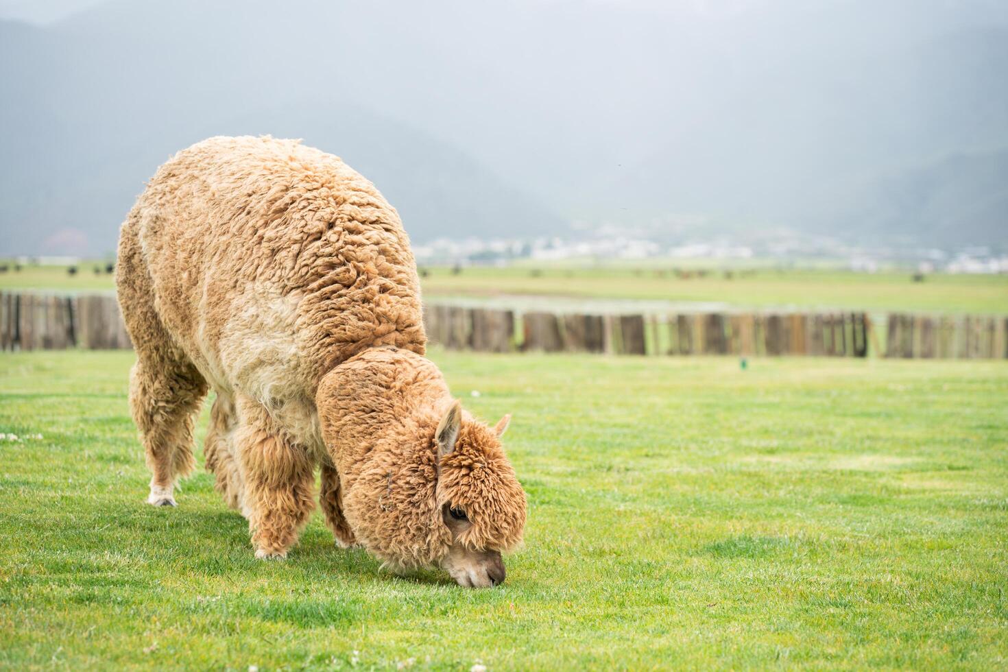 Alpaca eating in a grass field on a farm photo