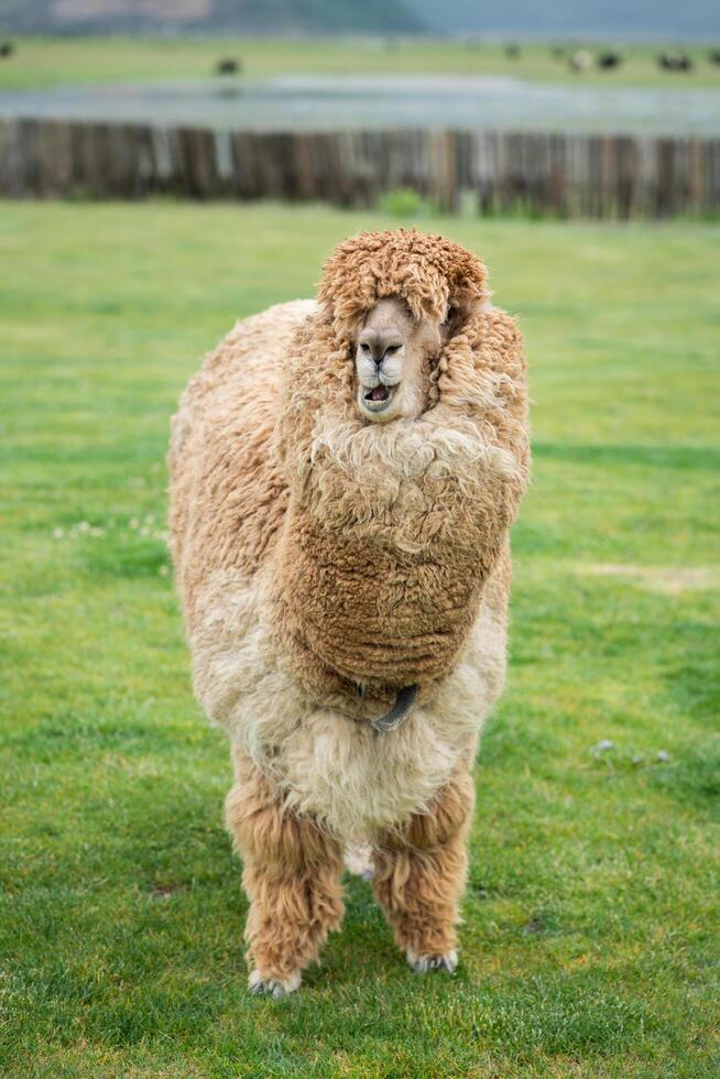 Alpaca eating in a grass field on a farm photo