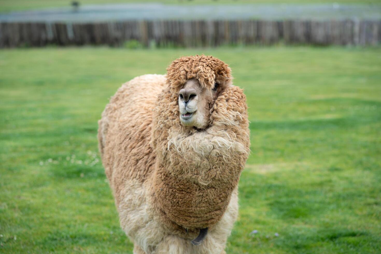 Alpaca eating in a grass field on a farm photo