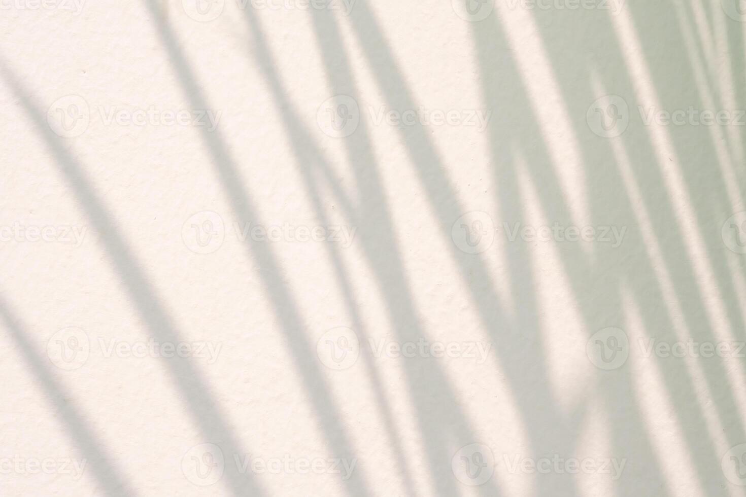 Abstract natural tree leaves shadow on white wall background photo
