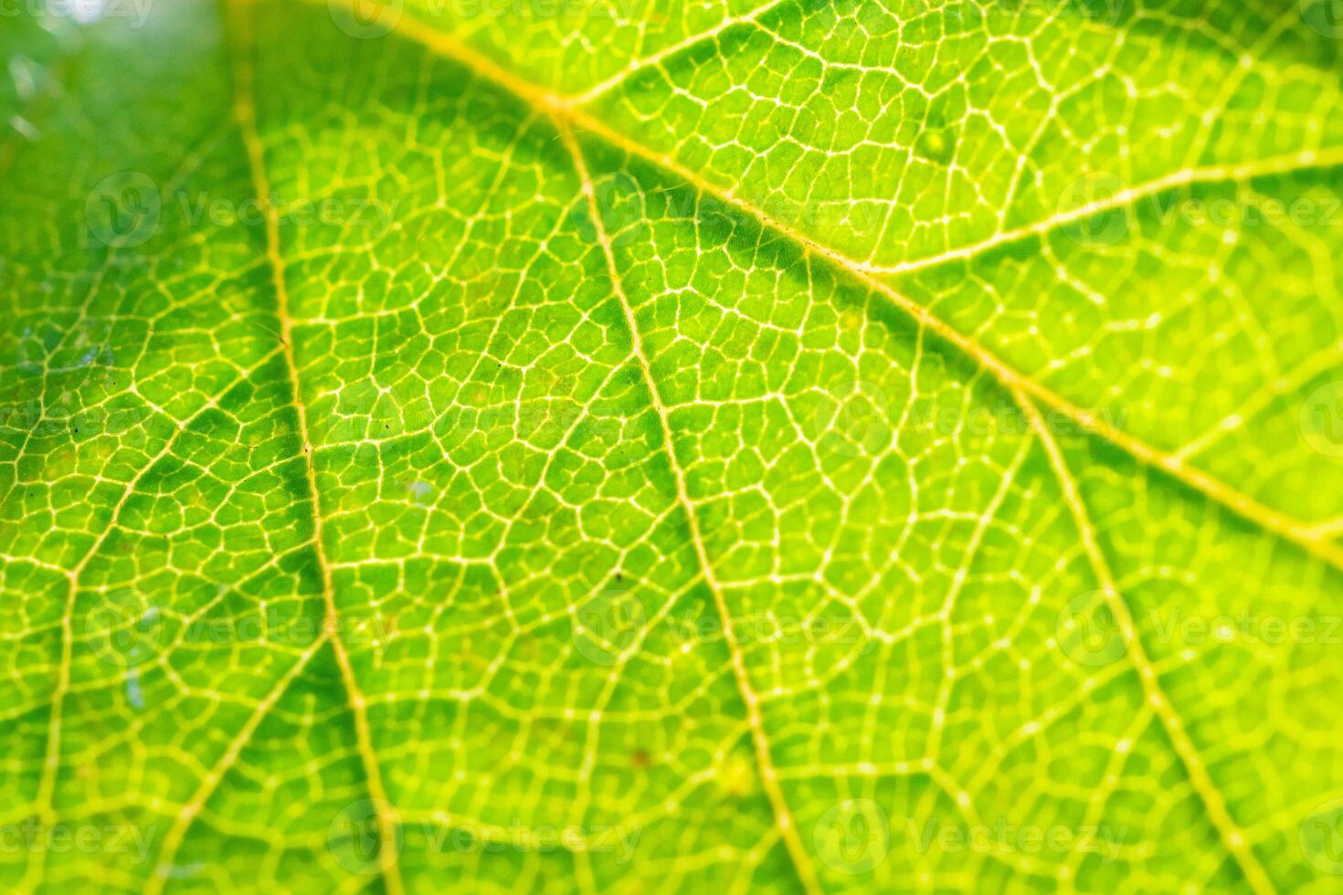 Green leaf texture surface background close up photo