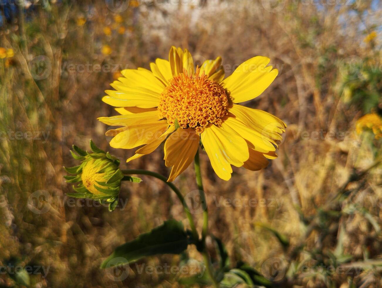 a yellow flower is in the middle of a field photo