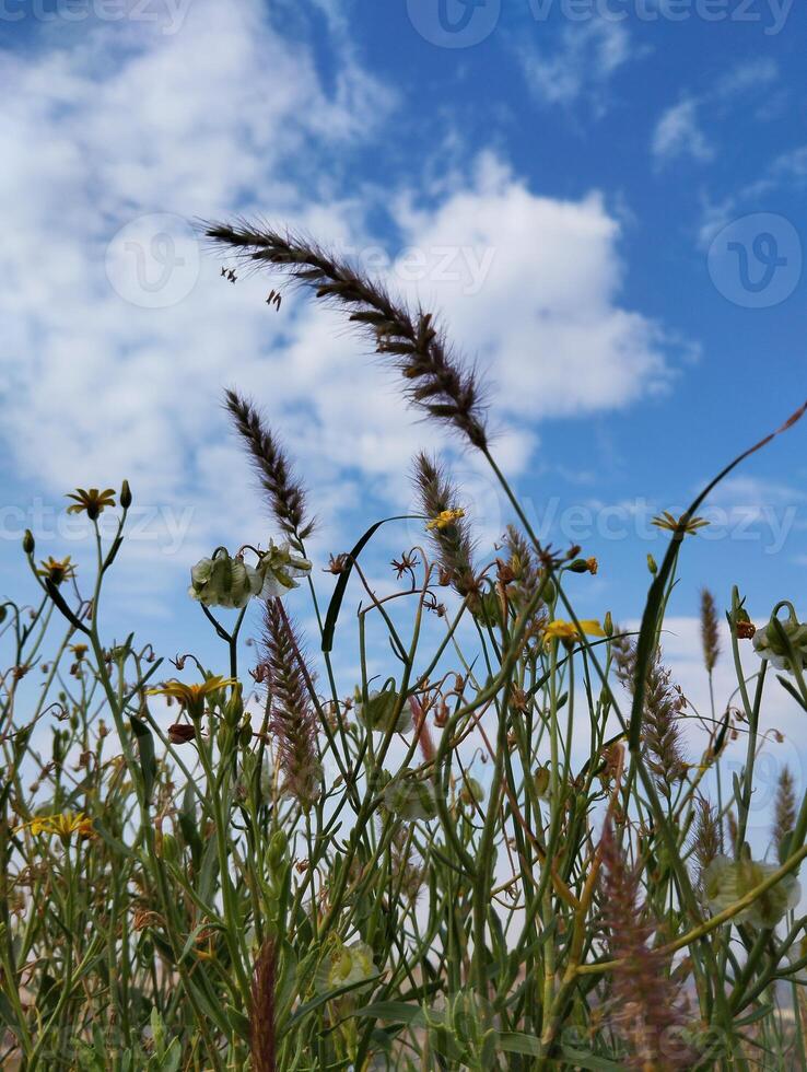 A field of grasses with a blue sky in the background photo