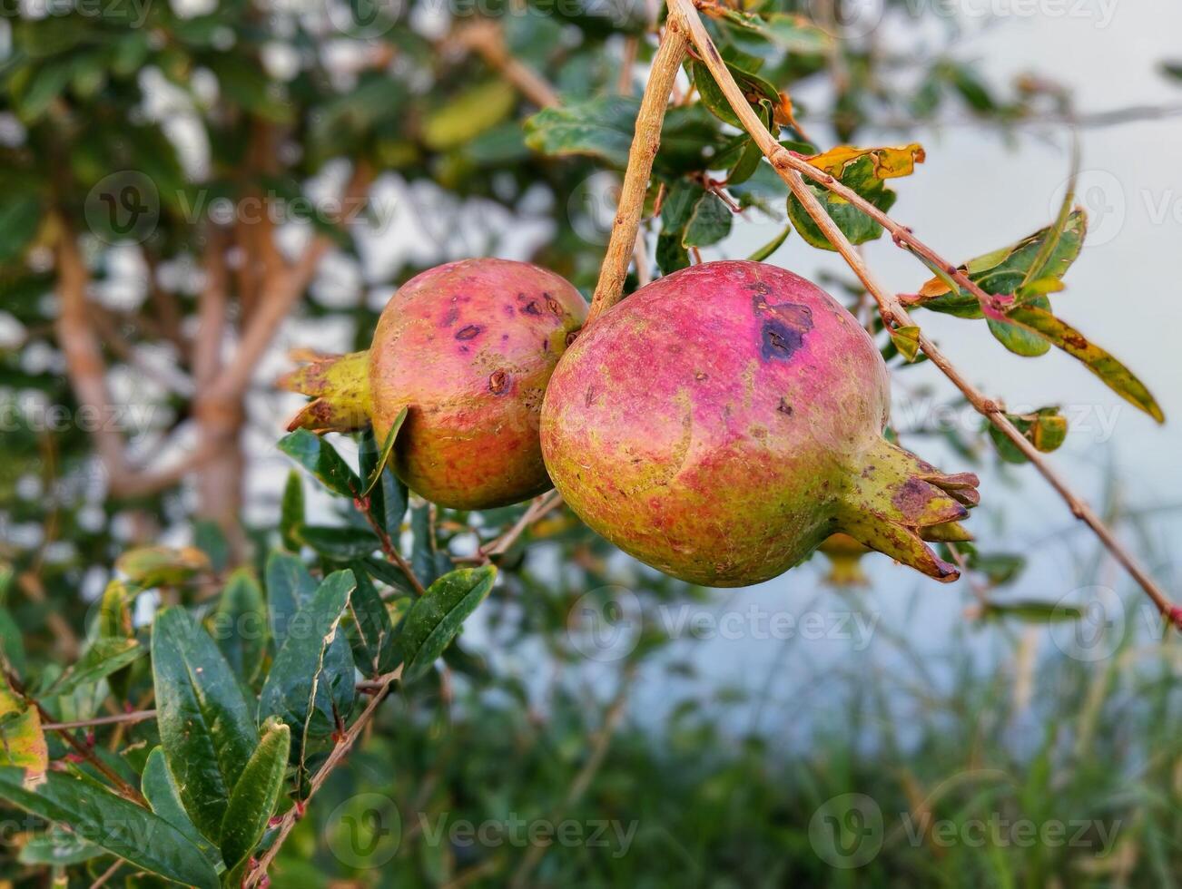 two pomegranates are hanging from a tree photo