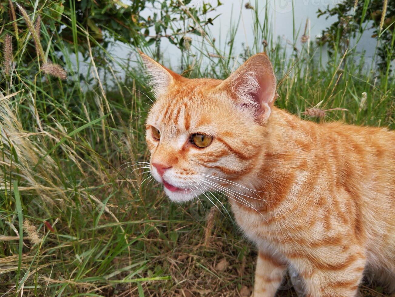 an orange tabby cat is standing in the grass photo