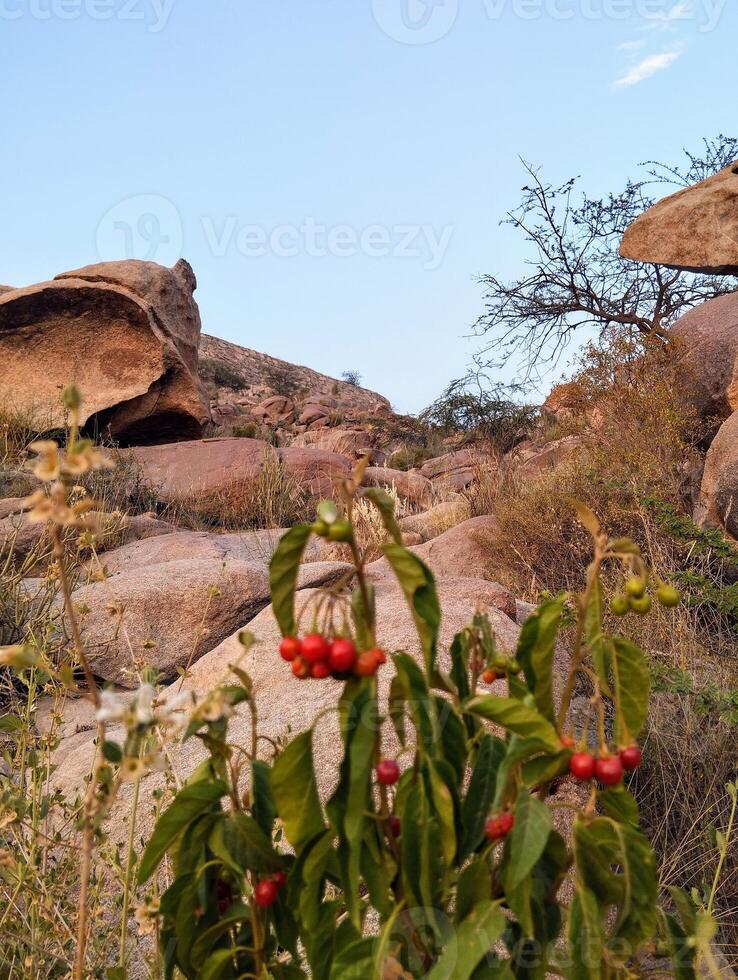 Red berries growing on rocks in the desert photo