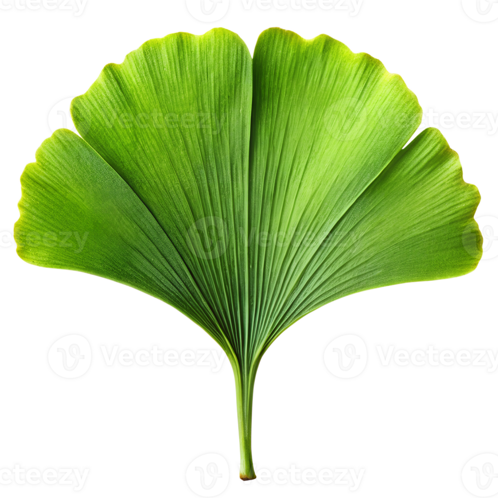 Hyper-realistic prehistoric ginkgo leaf on a transparent background. Detailed texture with visible veins, natural green tones, and soft lighting to highlight the leaf's features. Ai png