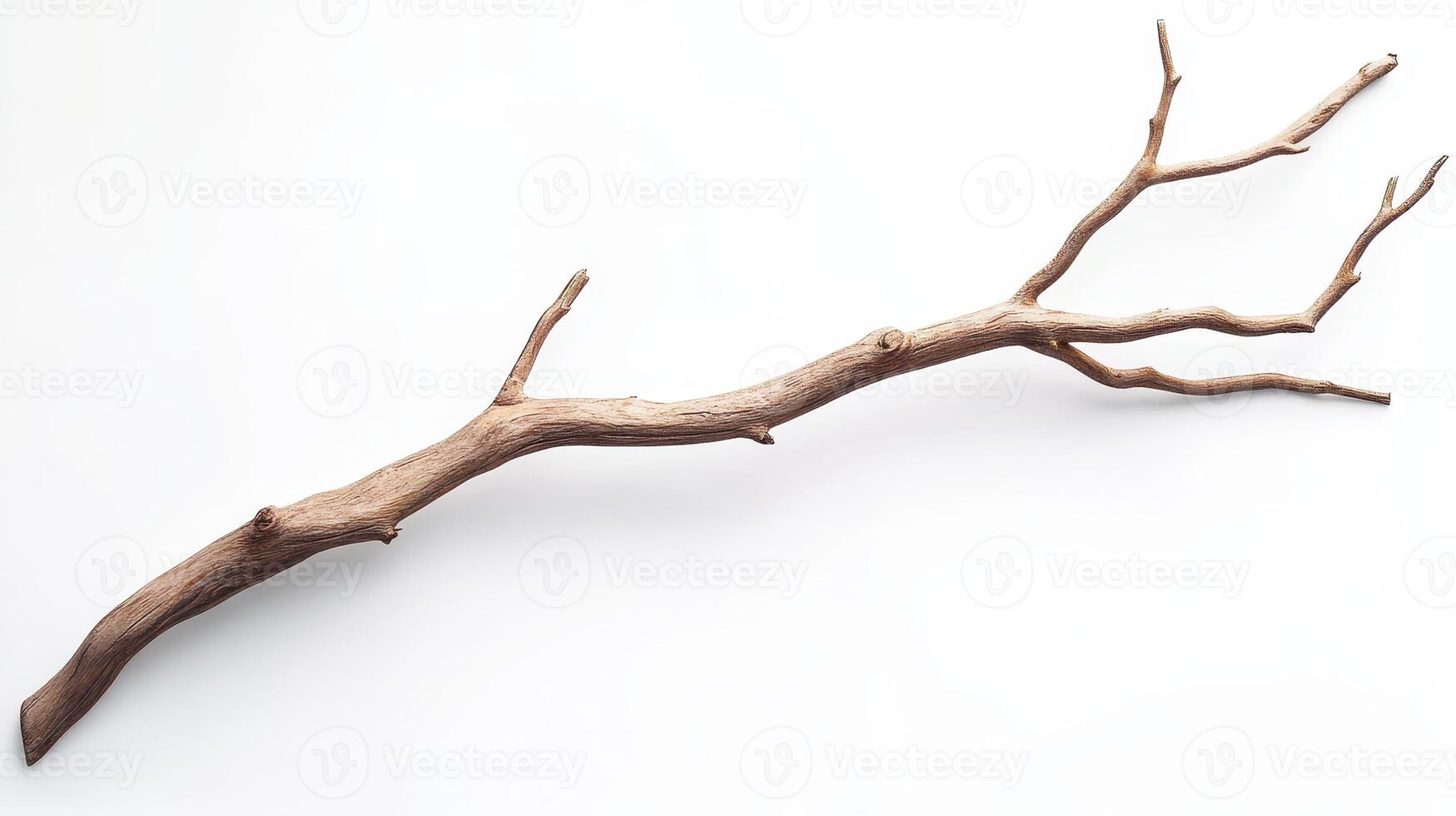 A natural, twisted branch displayed on a white background. photo