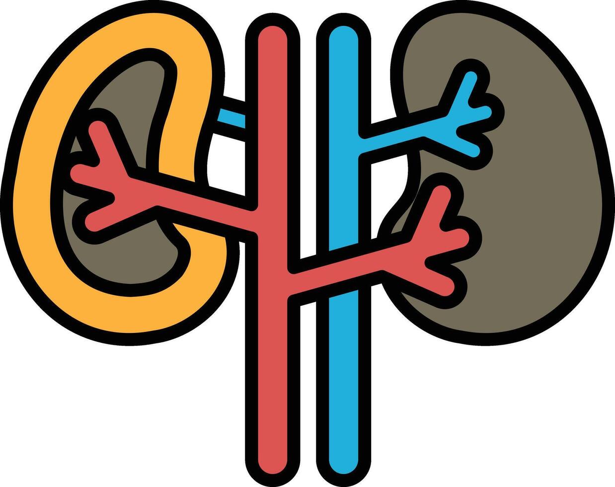 A drawing of a pair of kidneys with red, blue and yellow lines vector