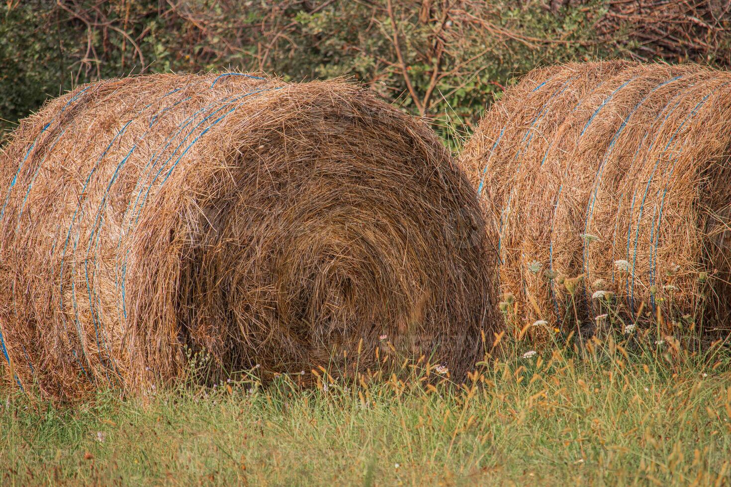 Rounded Hay Bale In Front Of Blue Sky, Hay Bale, Hay Bales, Rounded Hay Bales photo