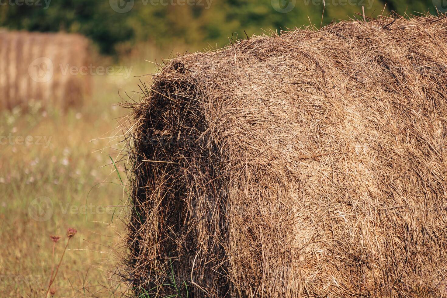 Rounded Hay Bale In Front Of Blue Sky, Hay Bale, Hay Bales, Rounded Hay Bales photo