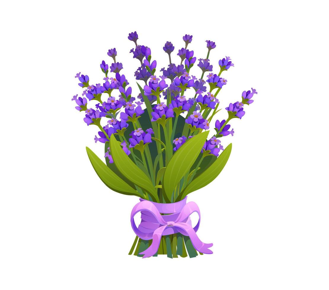Lavender flowers bouquet bunch with purple ribbon vector