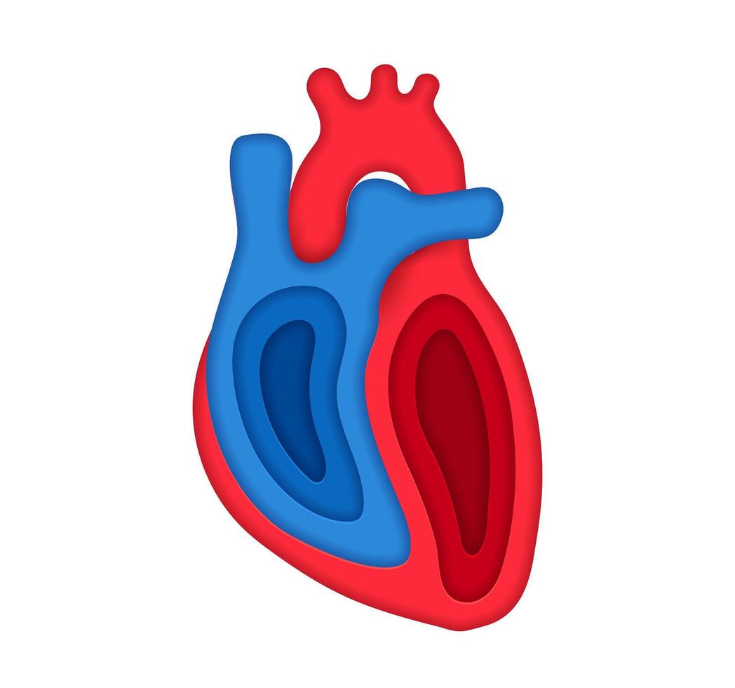 Paper cut human heart 3d circulatory system vector