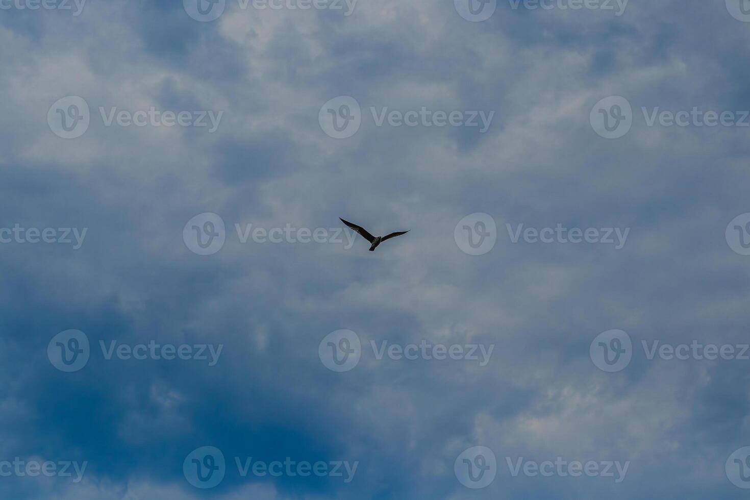 Fregat bird birds flock are flying around with blue sky clouds background. photo