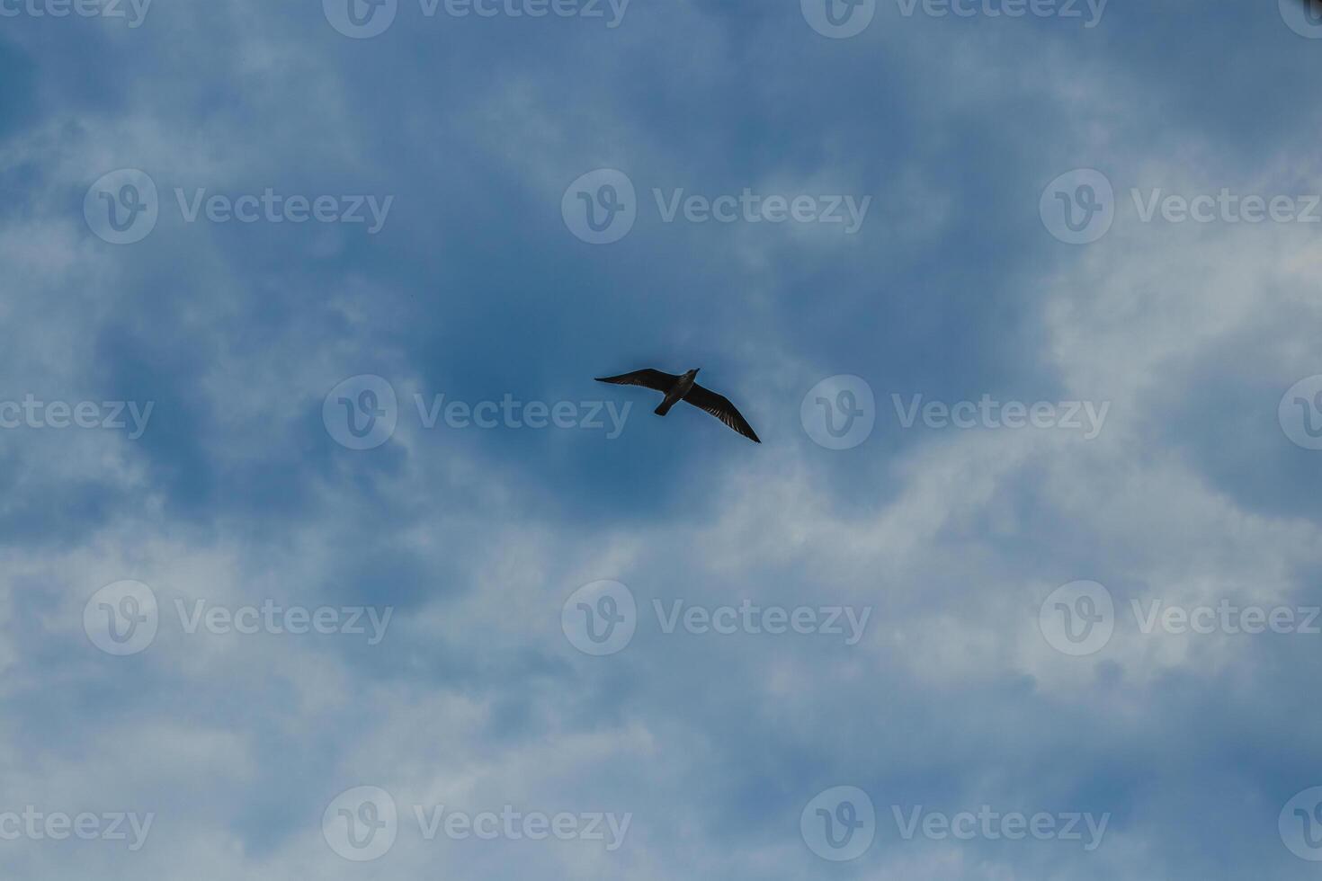 Fregat bird birds flock are flying around with blue sky clouds background. photo