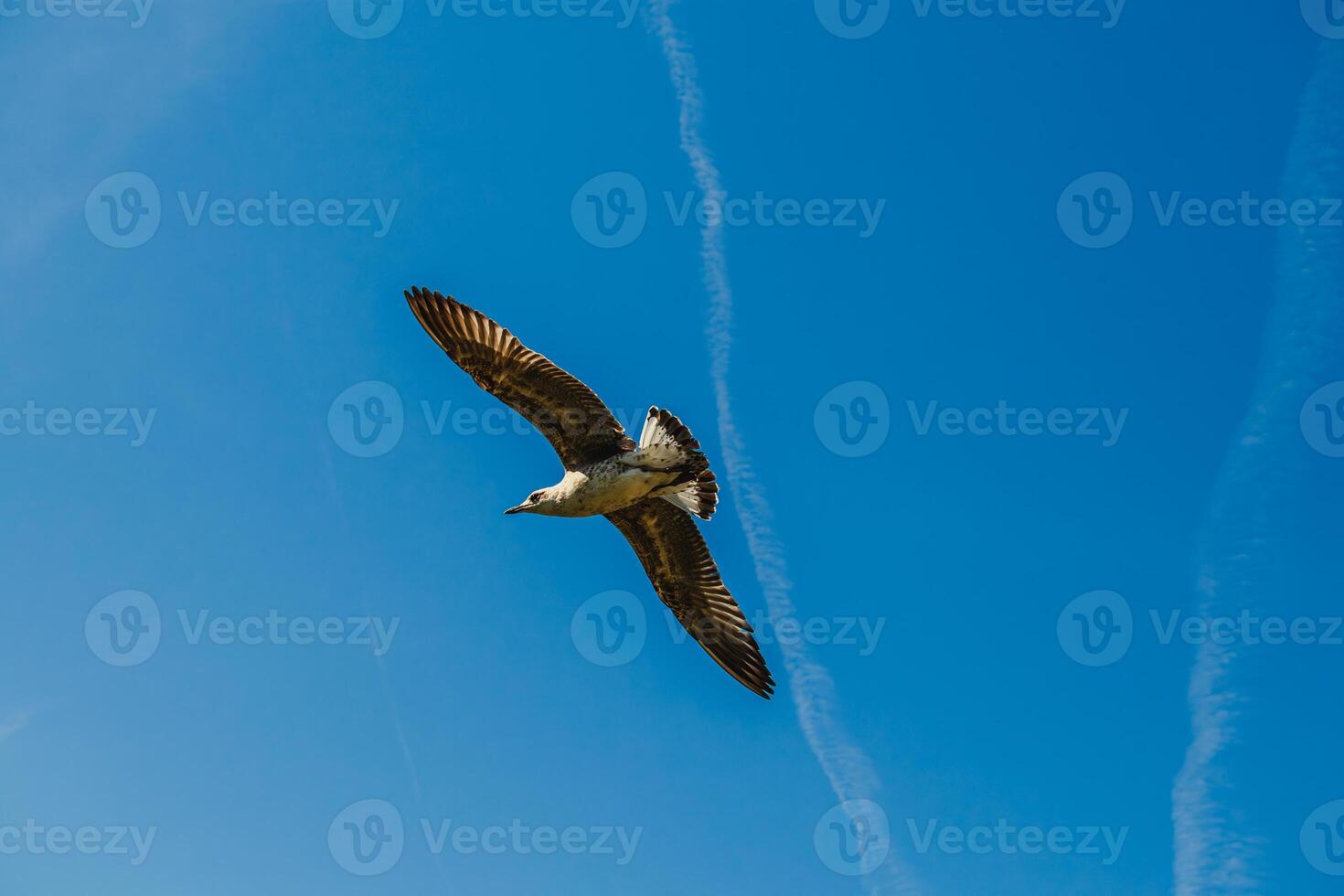 Fregat bird birds flock are flying around with blue sky clouds background. photo