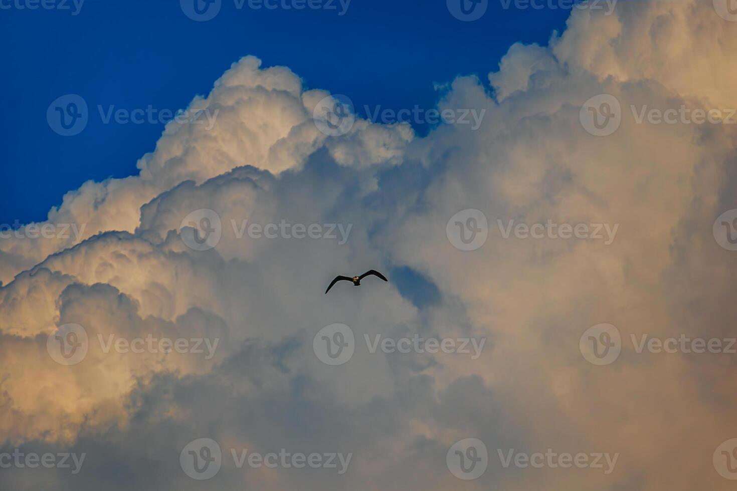 Fregat bird birds flock are flying around with blue sky clouds background. photo