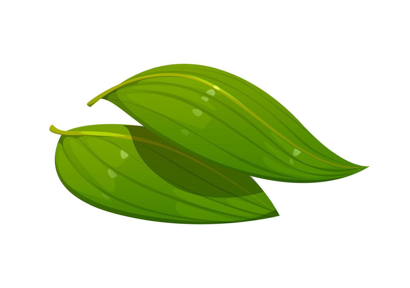 Cartoon green bamboo leaves for Japan sushi, rolls vector