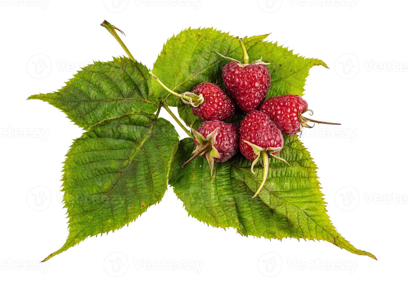 Raspberry with leaves. Raspberry isolated on white background. photo