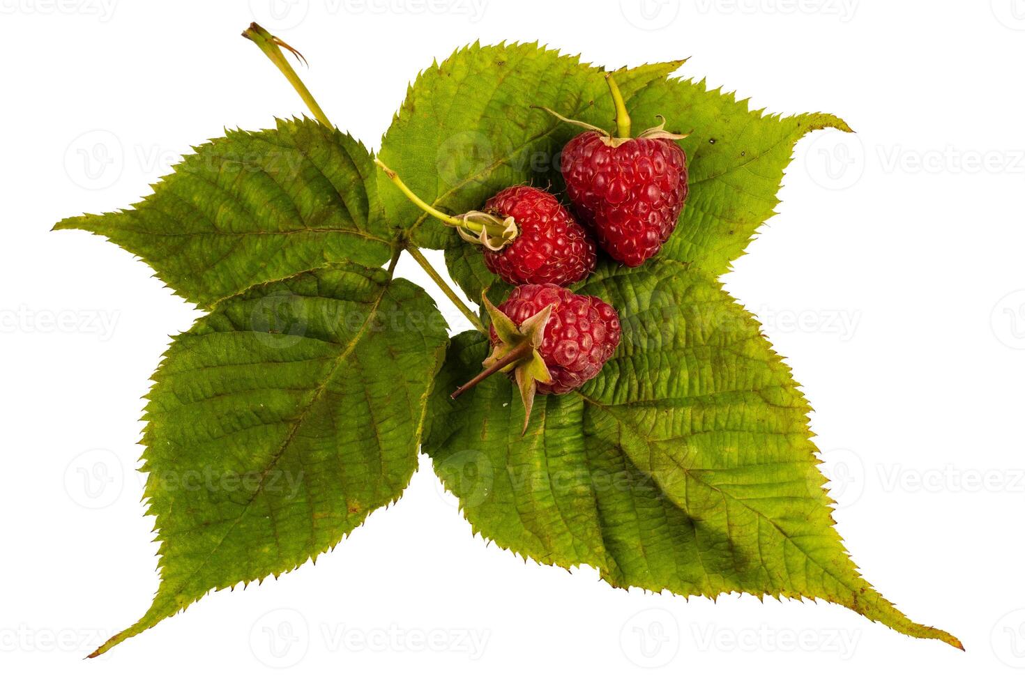 Raspberry with leaves. Raspberry isolated on white background. photo