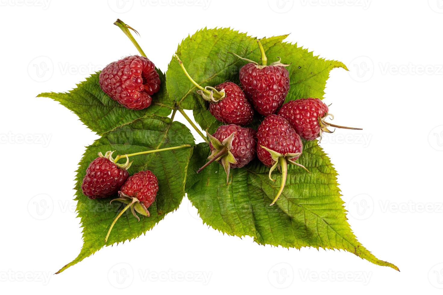 Raspberry with leaves. Raspberry isolated on white background. photo