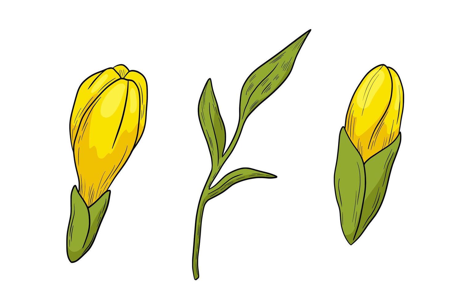Hand drawn freesia flower bud and leaves illustration. color drawing isolated on white vector